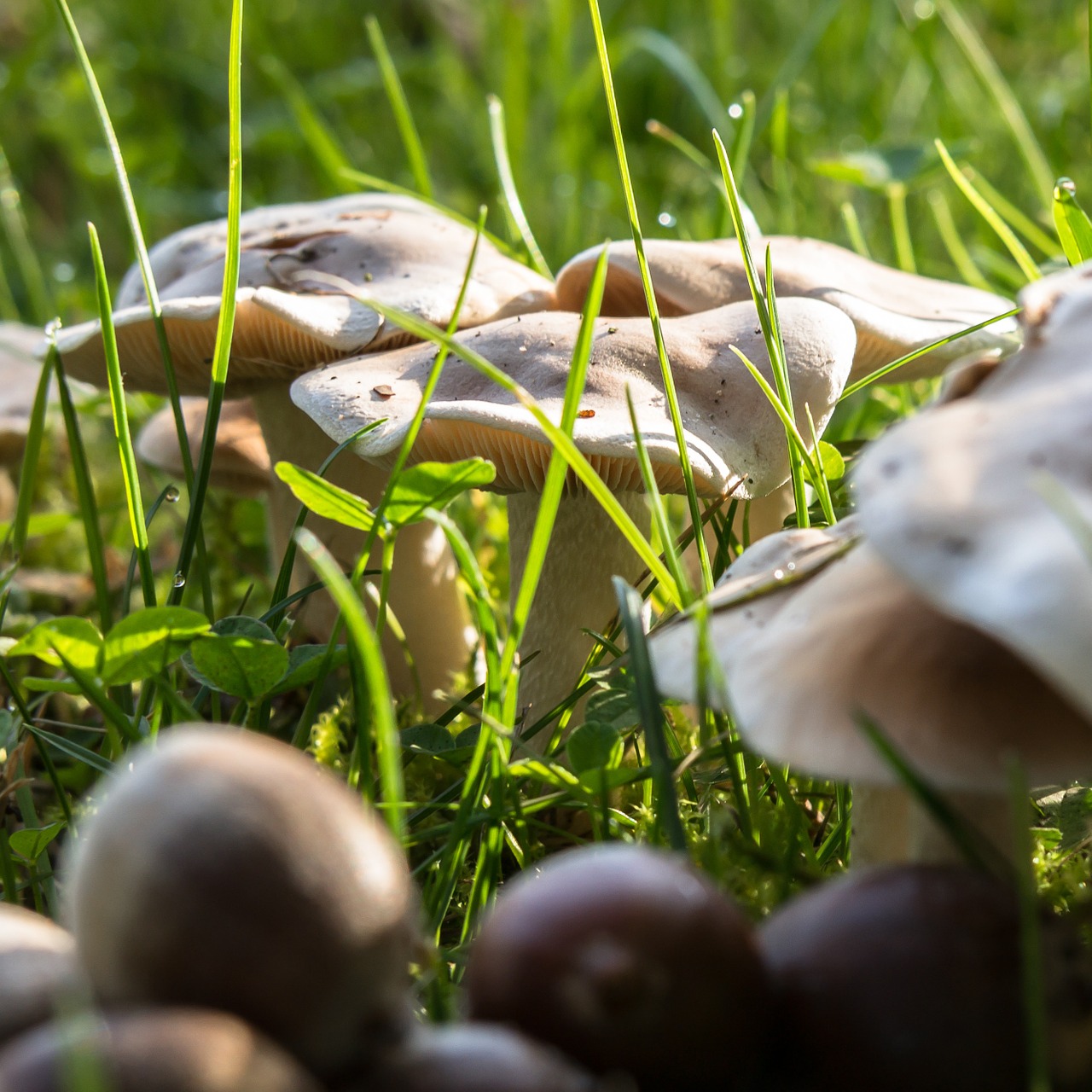 autumn mushrooms acorns free photo
