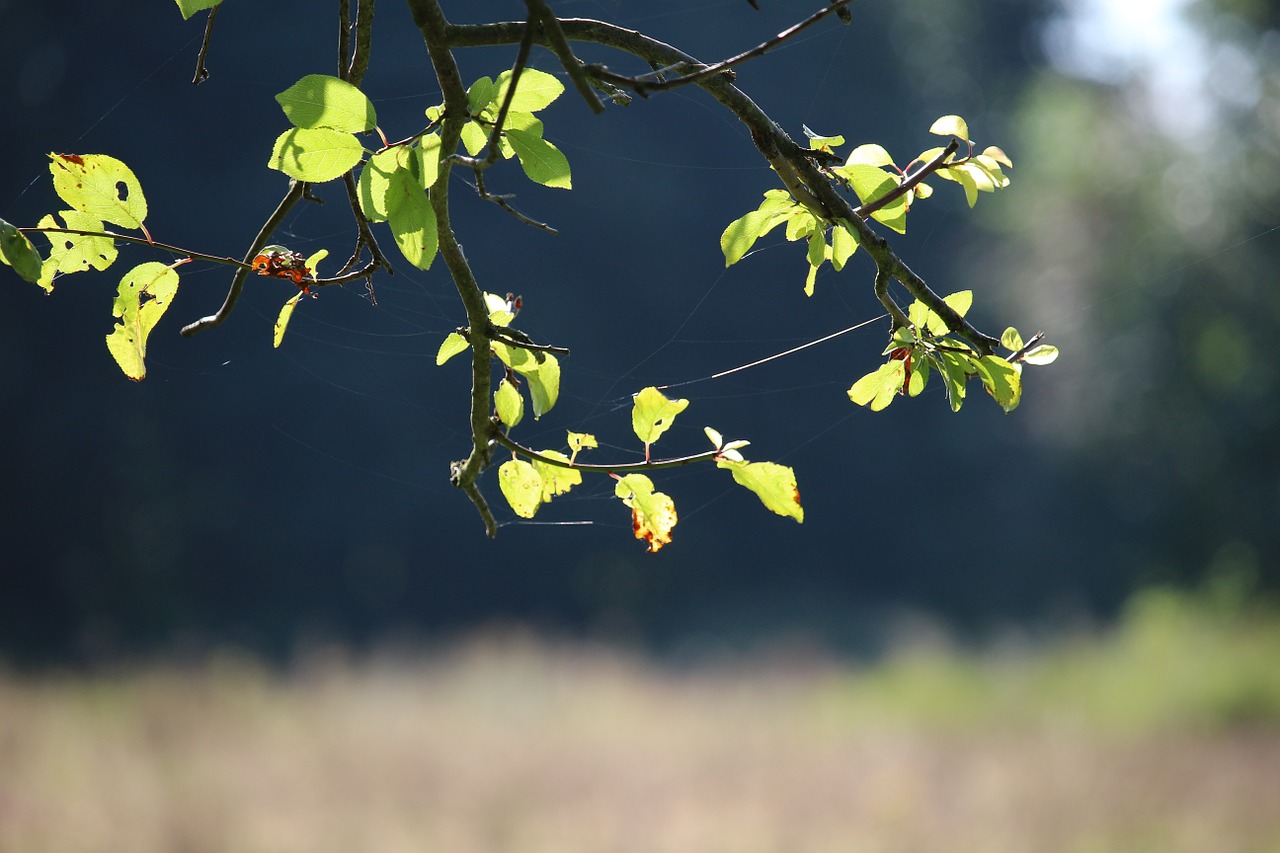 autumn leaves spider webs free photo