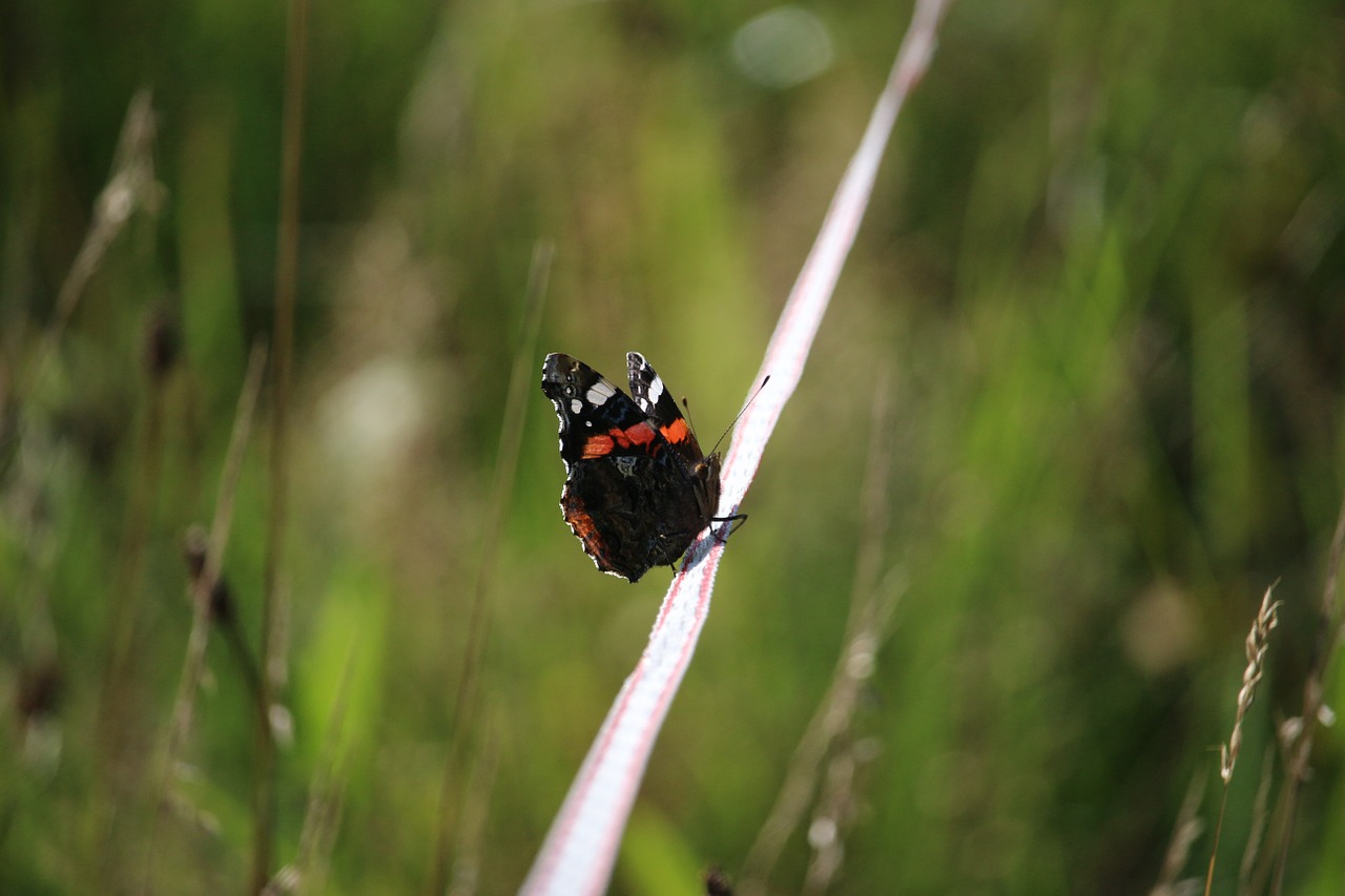 autumn butterfly admiral free photo