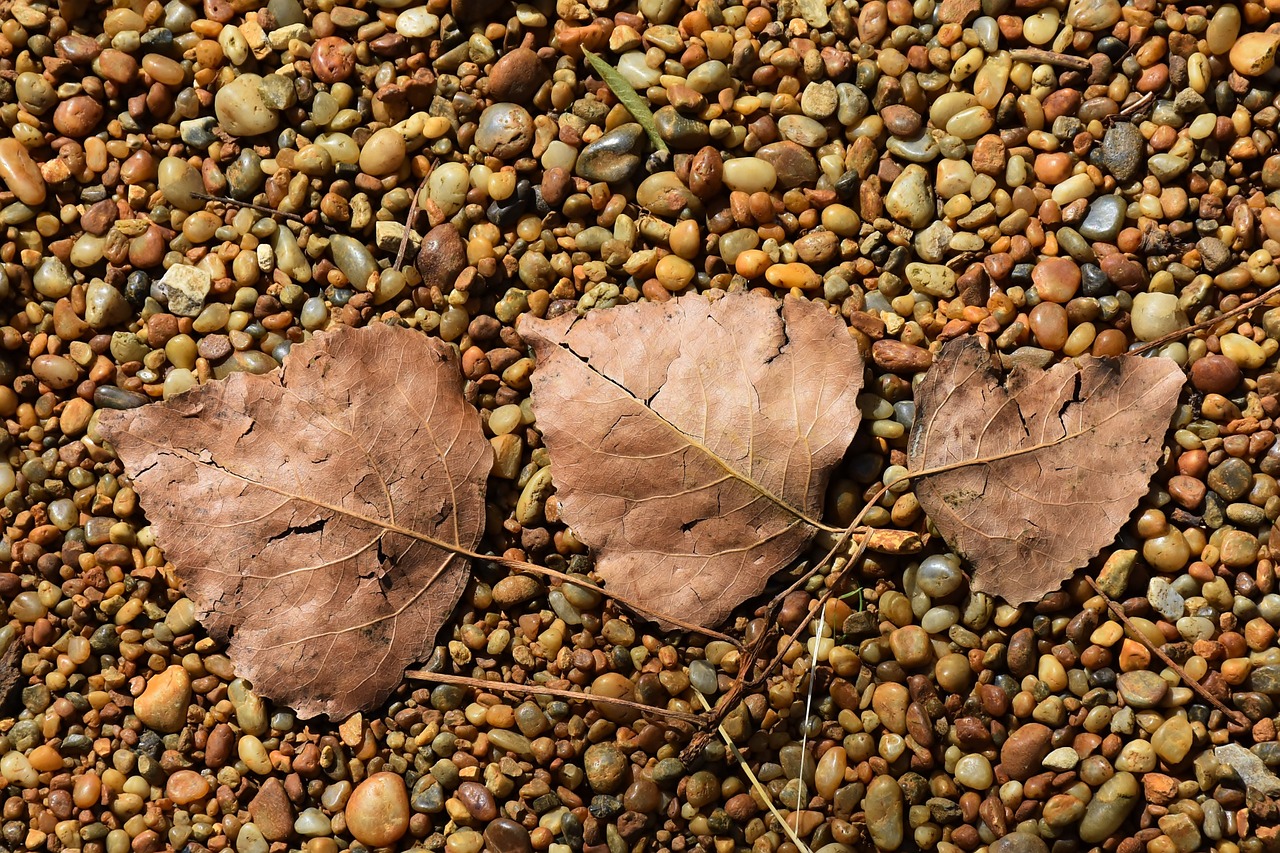 autumn leaf leaves in the autumn free photo