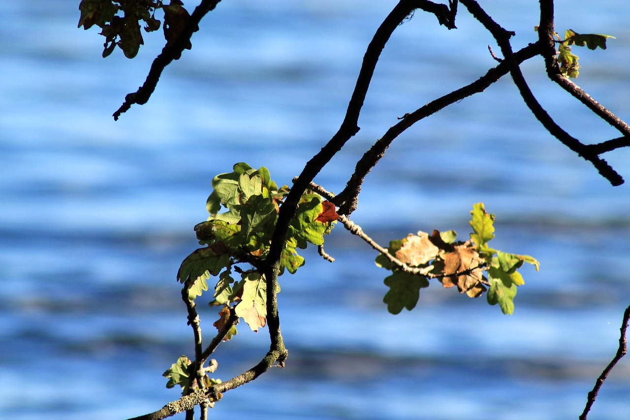 autumn leaves fall foliage free photo