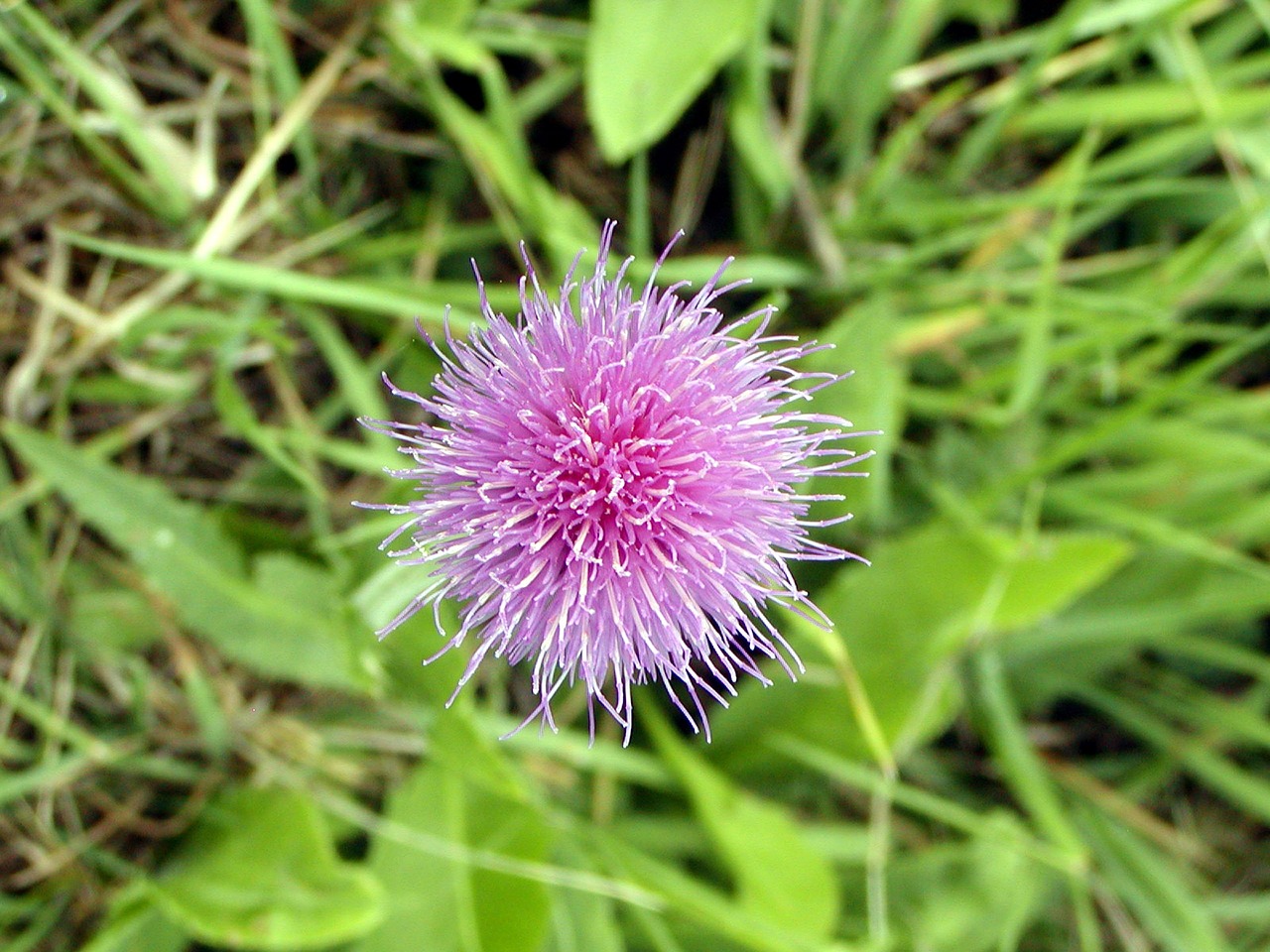 autumn meadow flower free photo