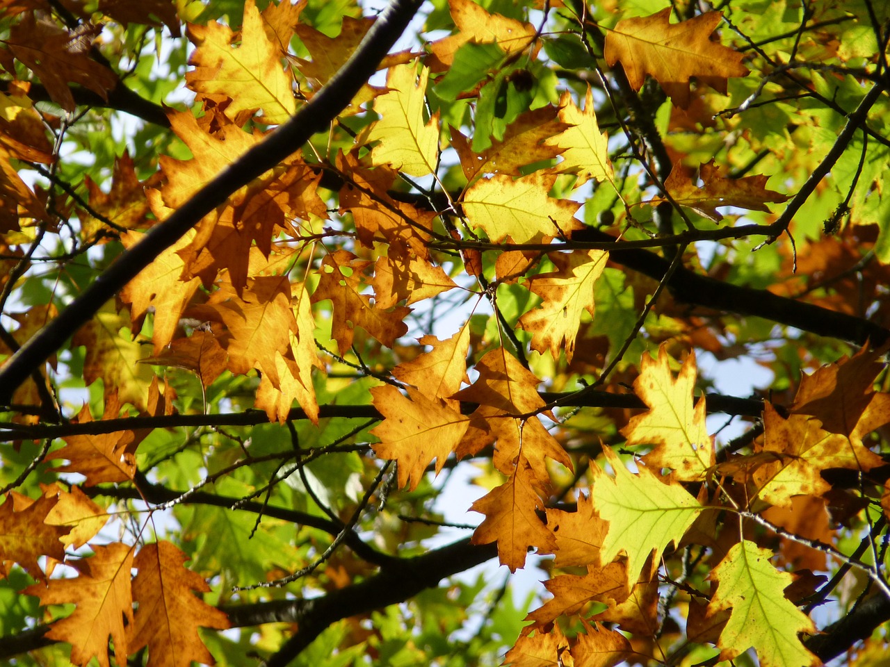 autumn leaves colorful free photo