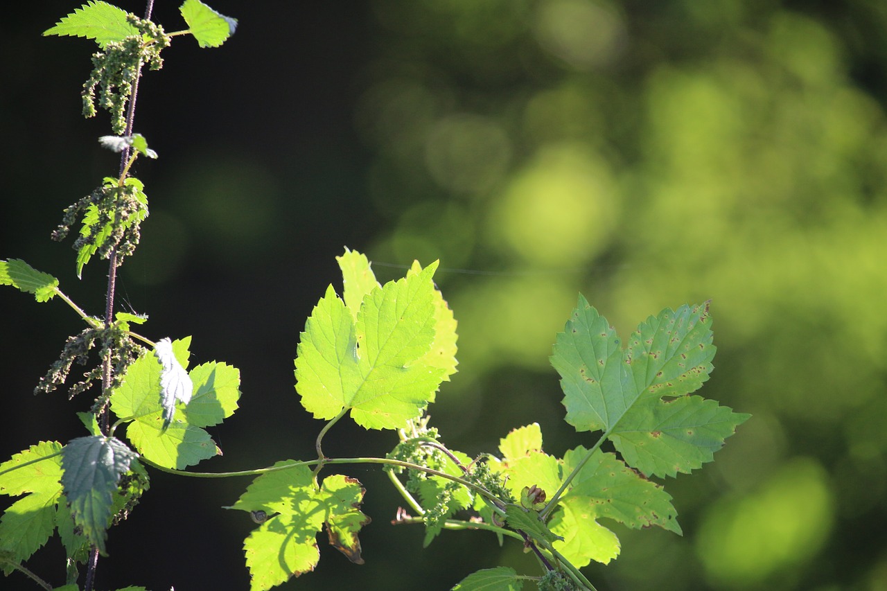 autumn green leaves free photo