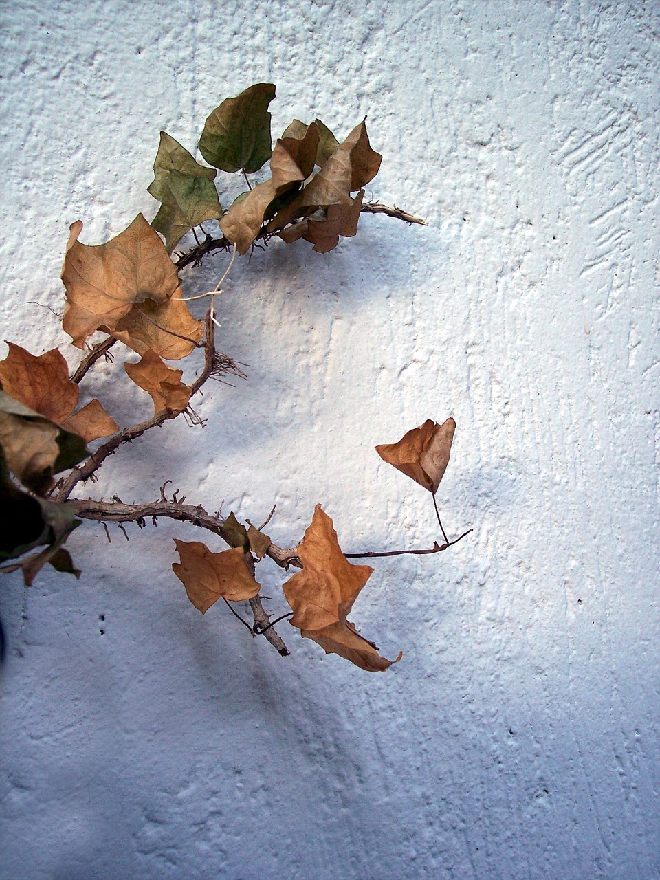 autumn leaf tree free photo