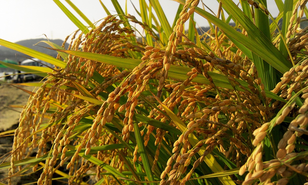 autumn farmer rice free photo