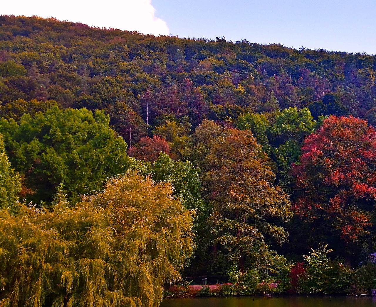 autumn nature colorful free photo