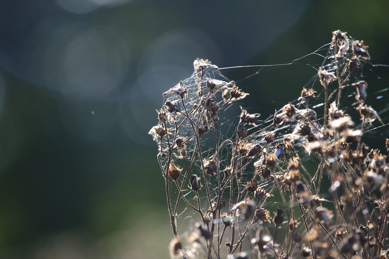 autumn spider webs jacob ragweed free photo