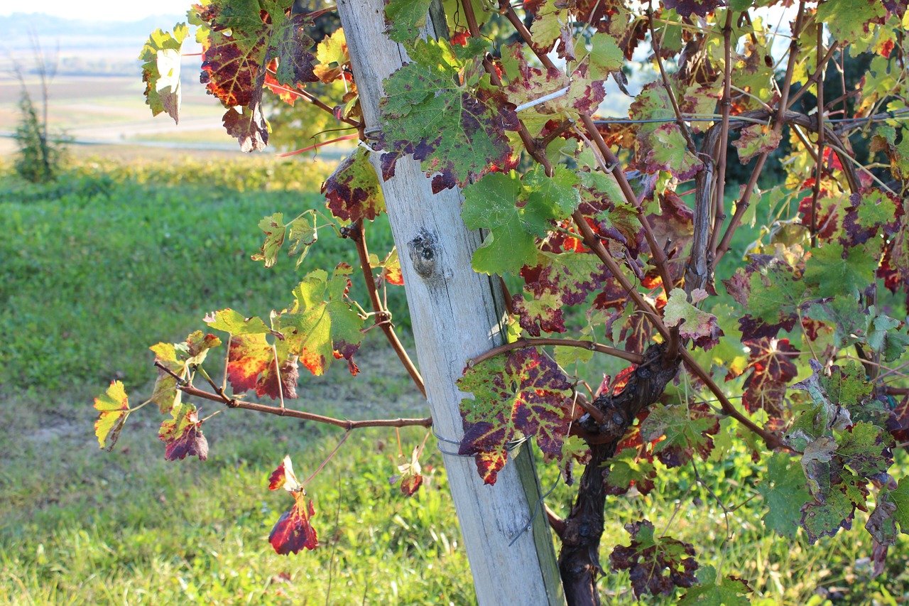 autumn vineyard nature free photo