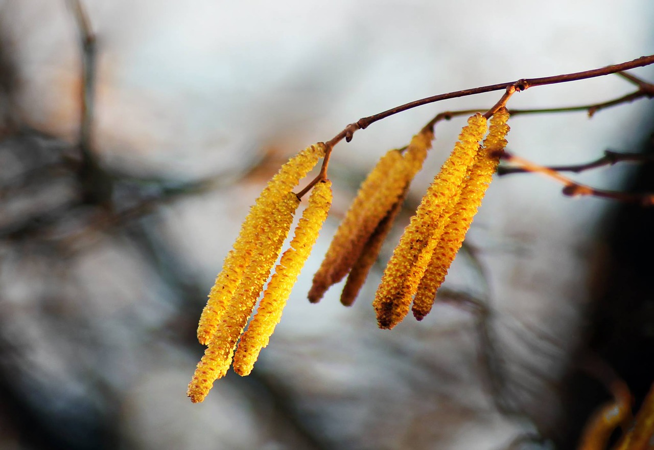 autumn fruits garden free photo