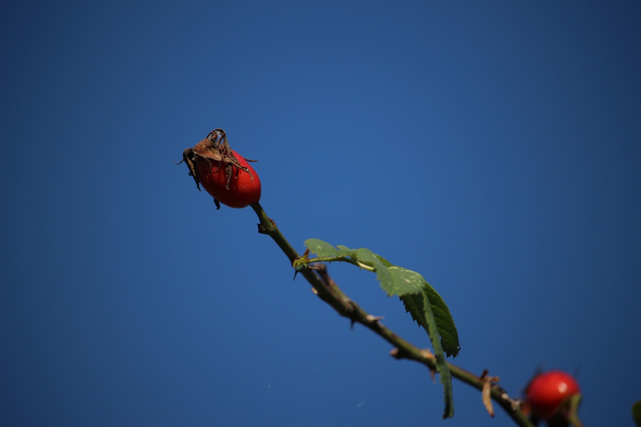 autumn rose hip sky free photo