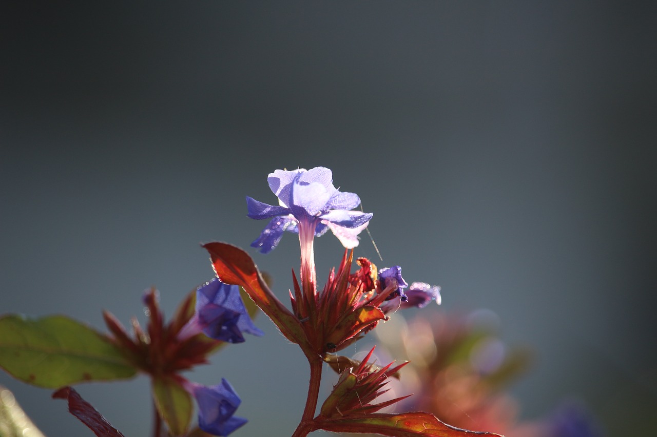 autumn flower blue free photo