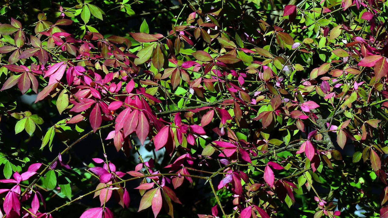 autumn leaves red free photo