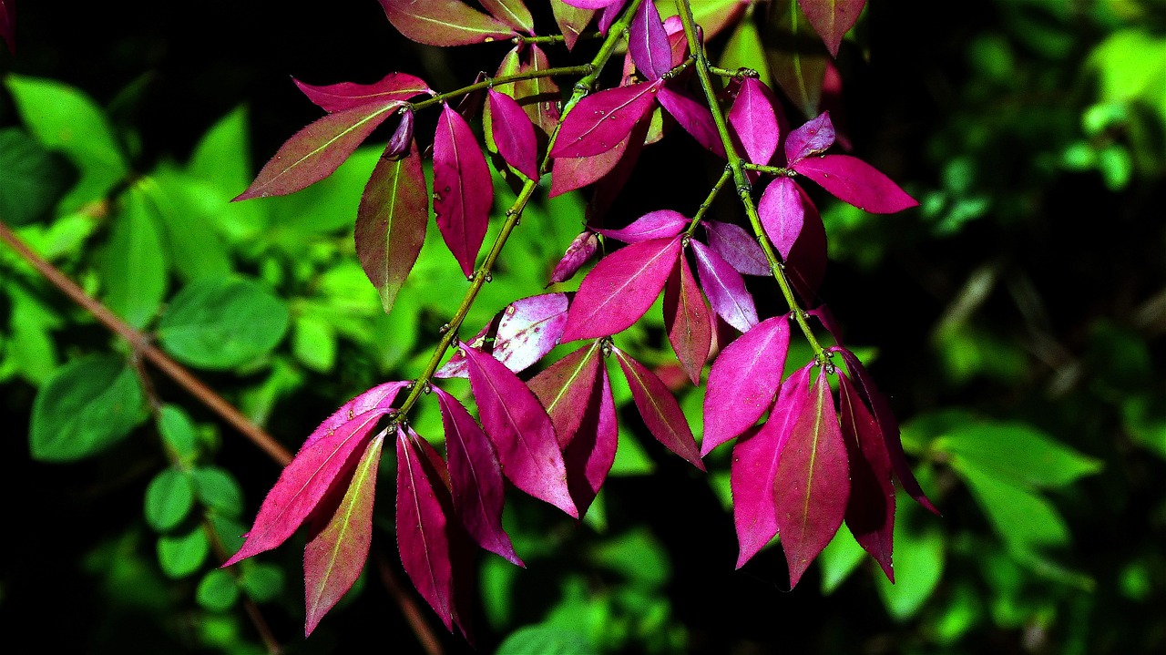 autumn leaves red free photo