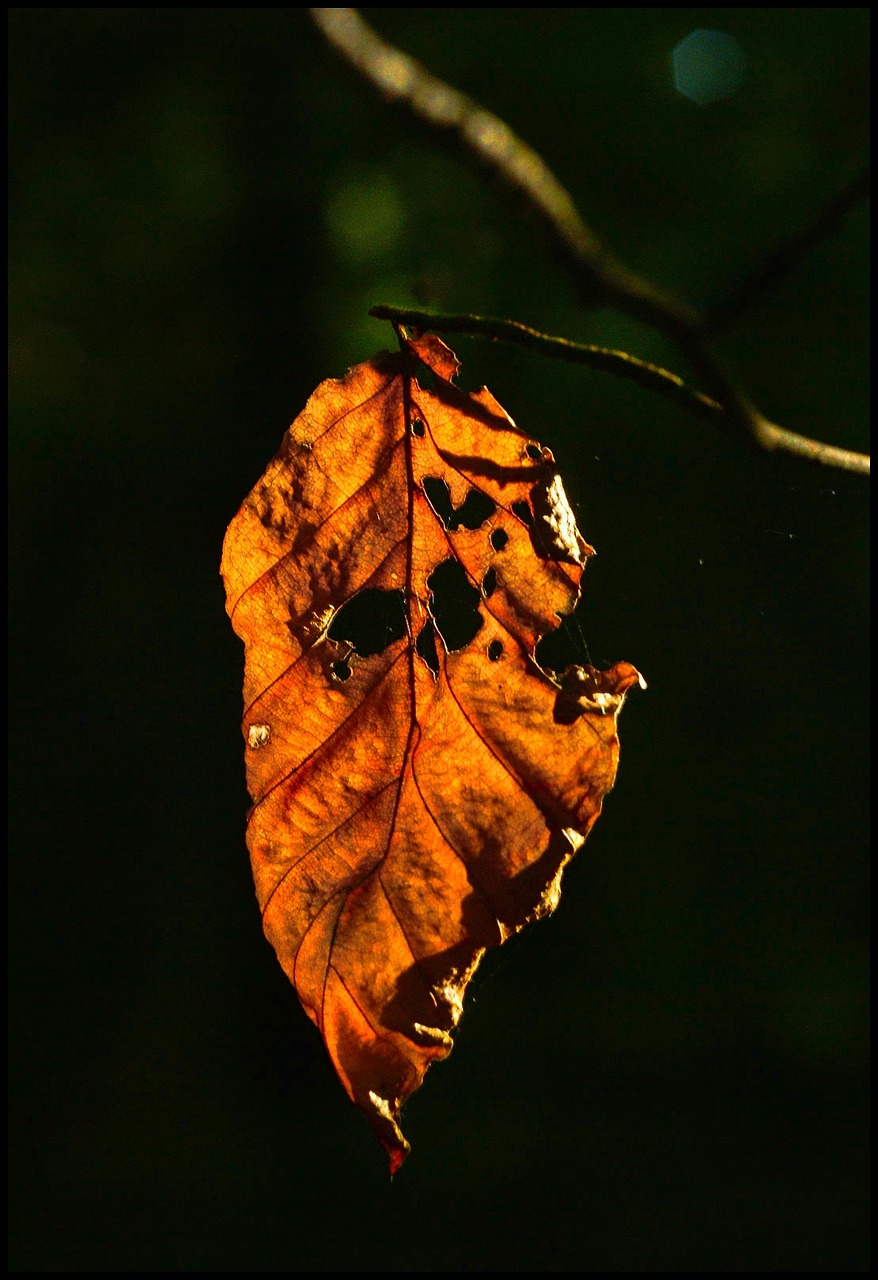 autumn leaves forest free photo