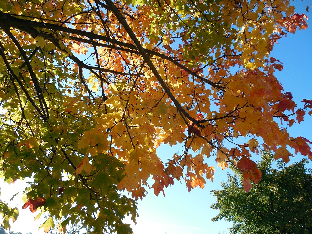 autumn emerge leaves free photo