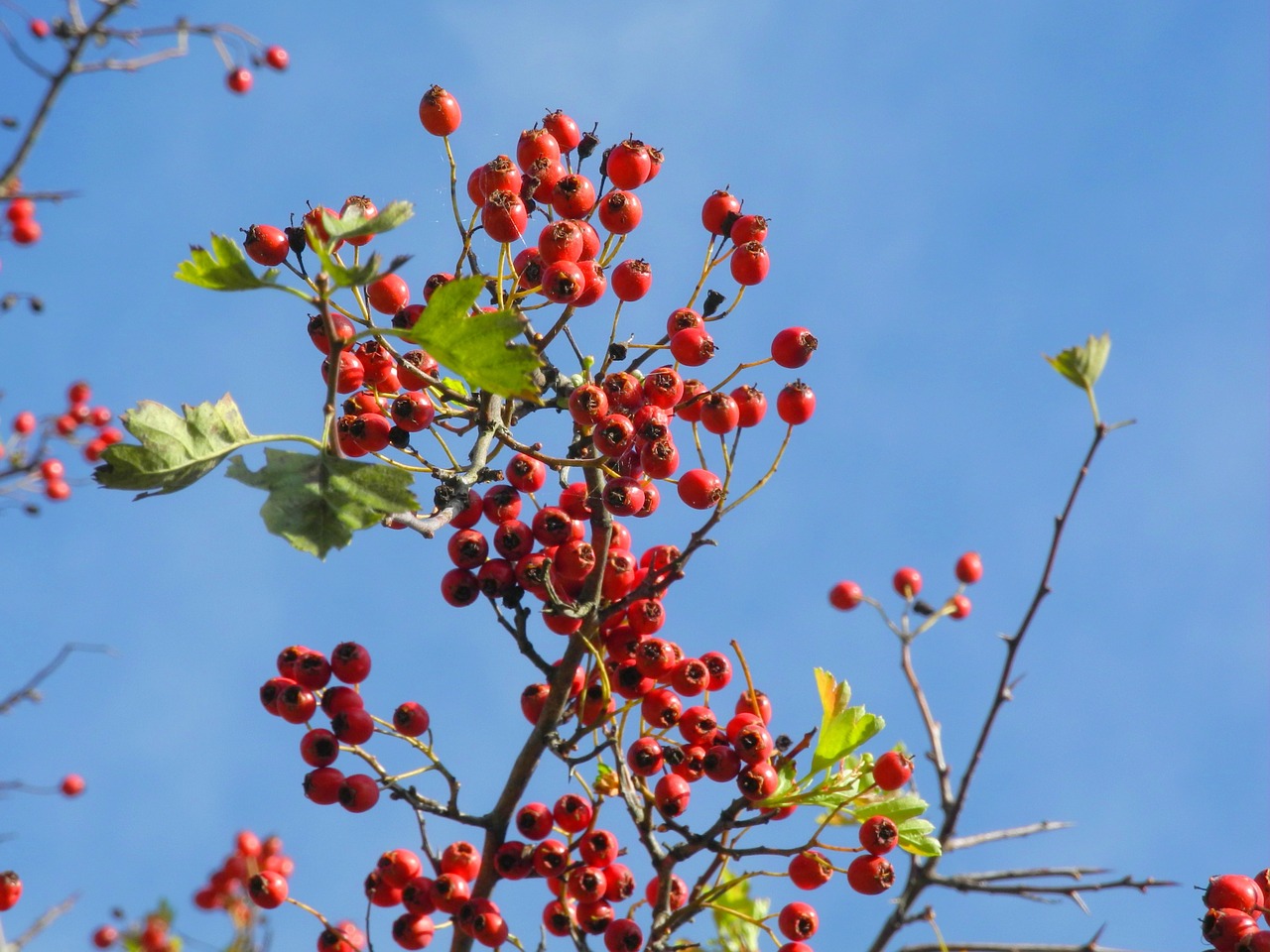 autumn blue heaven free photo