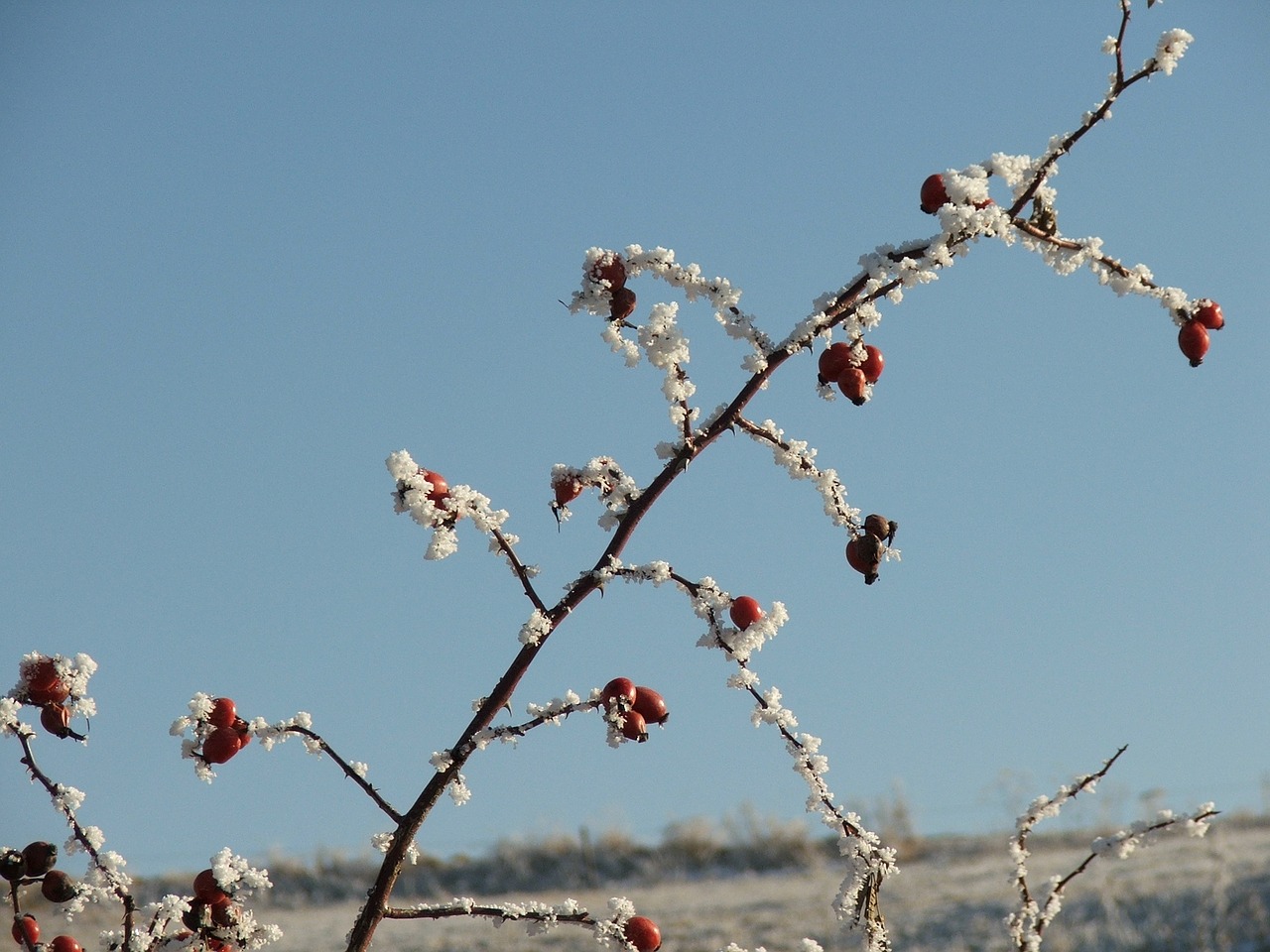 autumn icing darts free photo