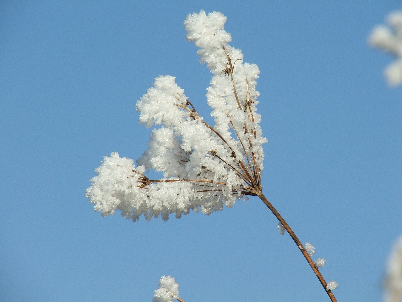 autumn icing nature free photo