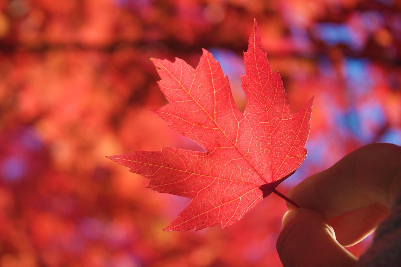 autumn leaf fall free photo