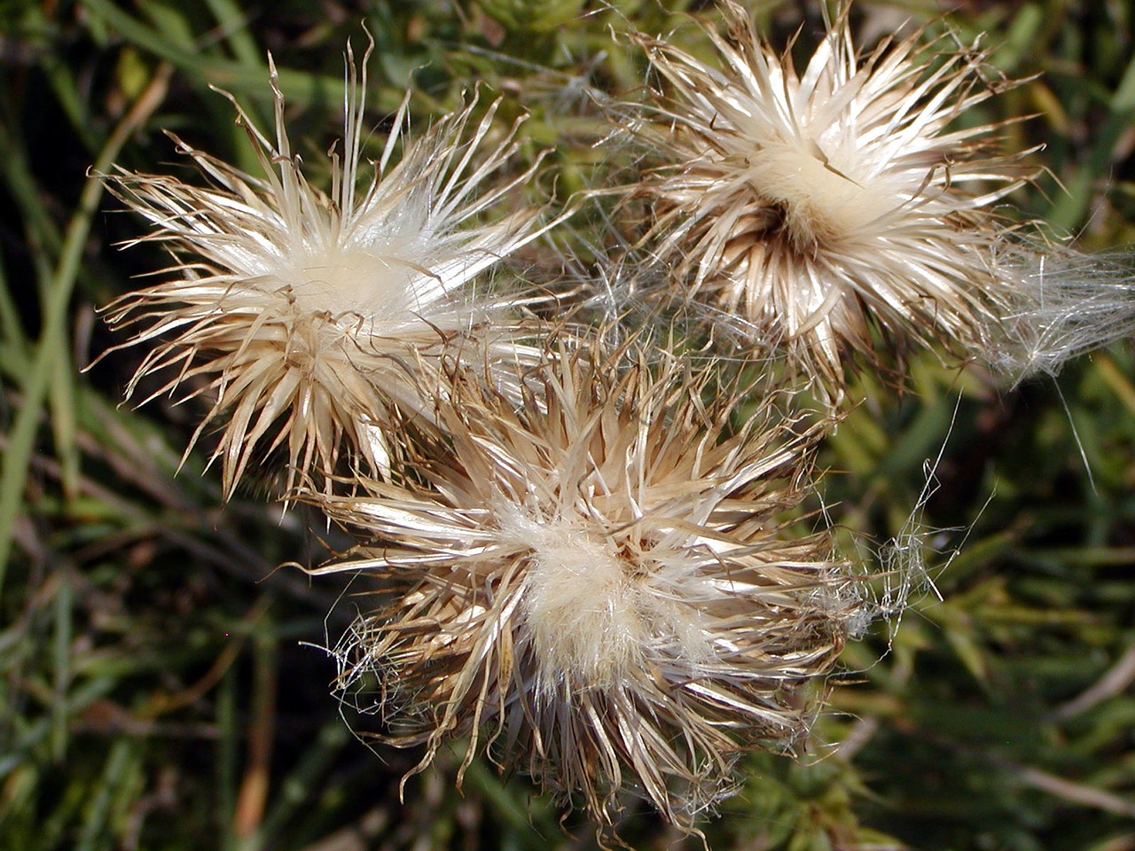 autumn meadow grass free photo