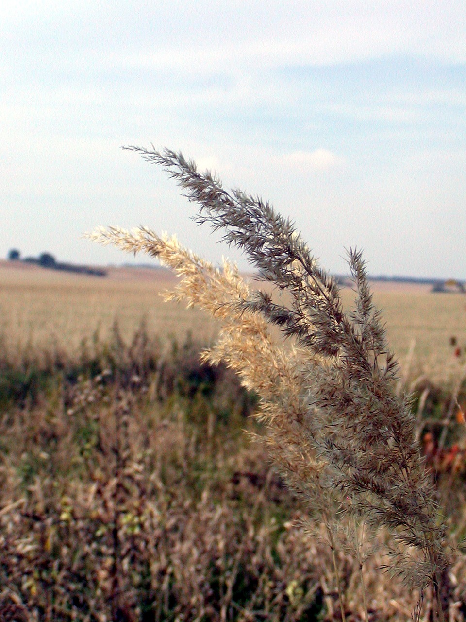 autumn field meadow free photo