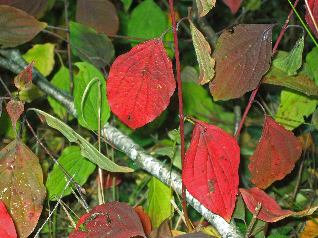 autumn leaves fall foliage free photo