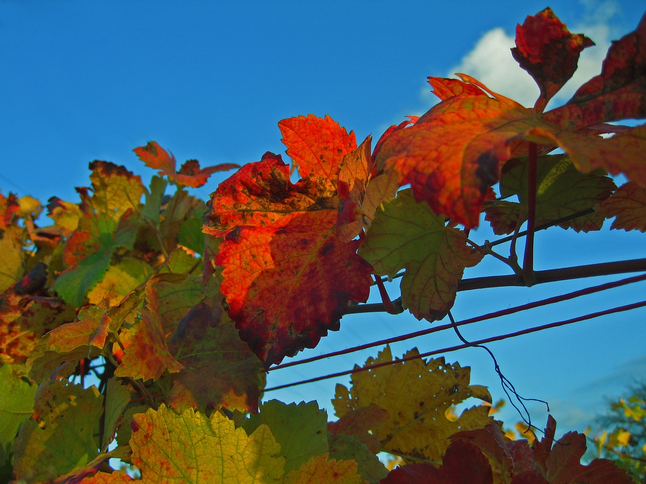 autumn vineyard leaves free photo