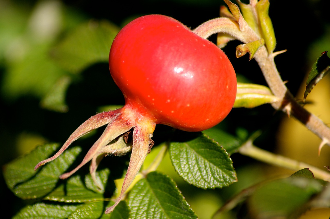 autumn wild rose rose hip free photo