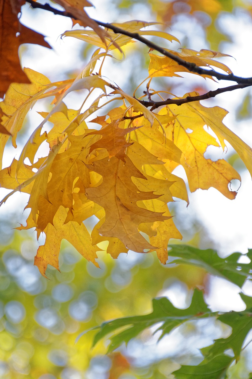 autumn leaves leaf free photo