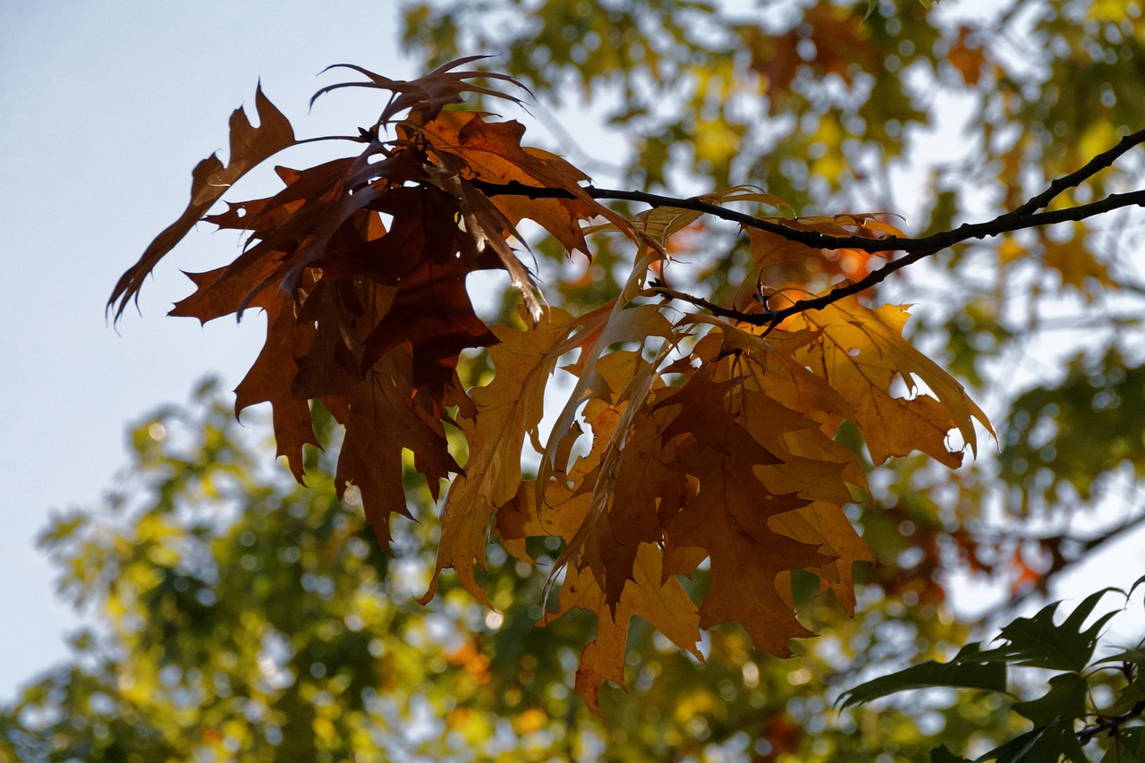 autumn leaves leaf free photo