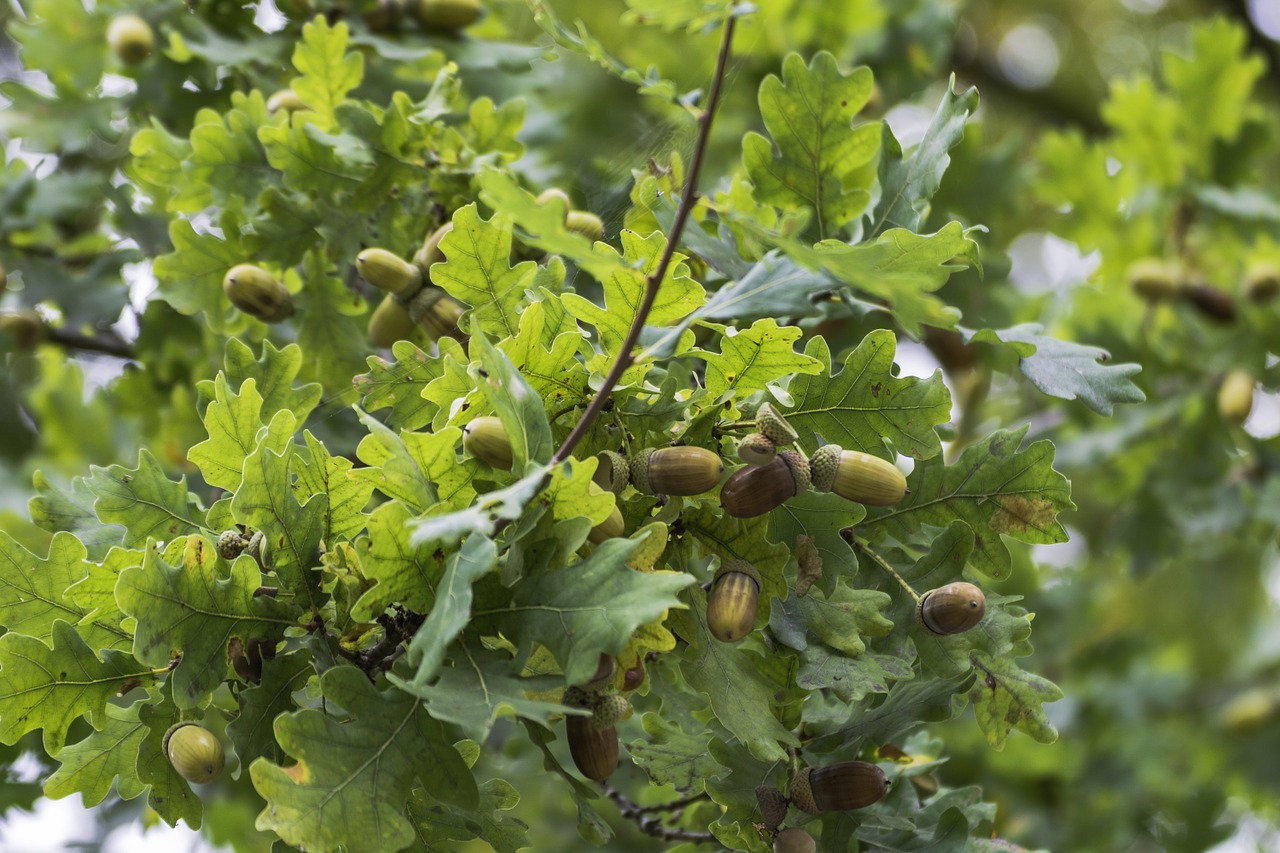 autumn acorns oak leaves free photo