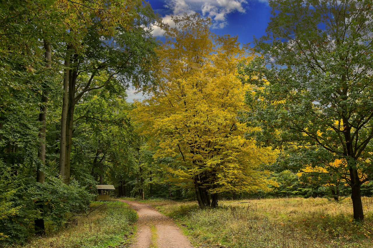 autumn forest nature free photo