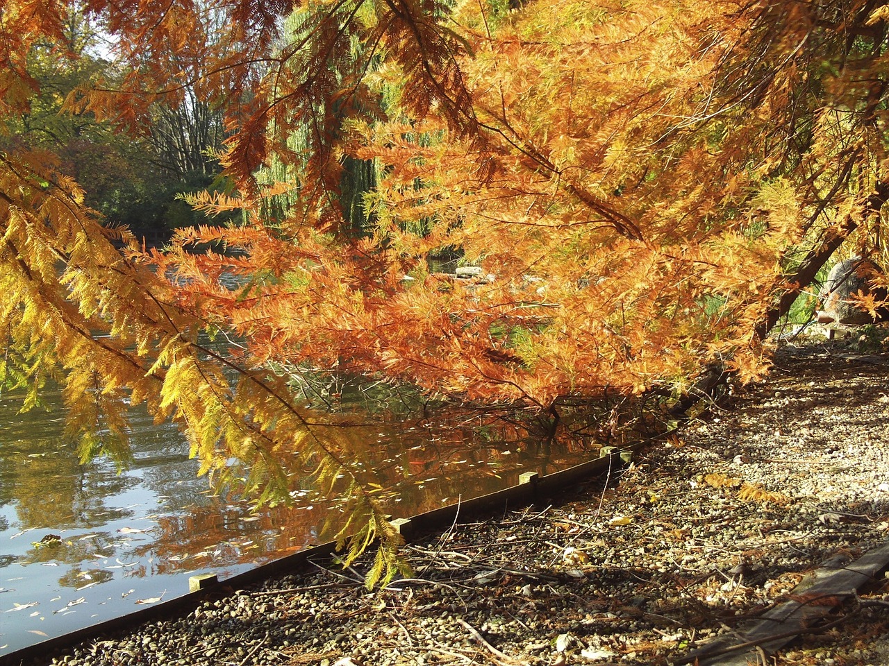 autumn lake trees free photo