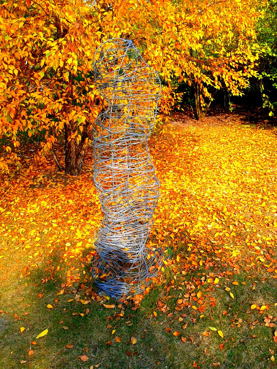 autumn yellow list nature free photo