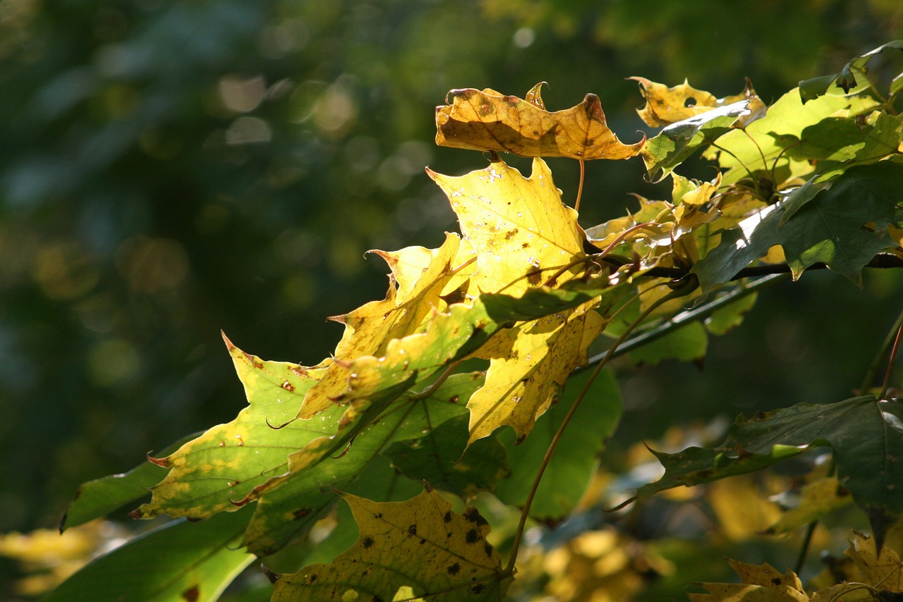 autumn season foliage free photo