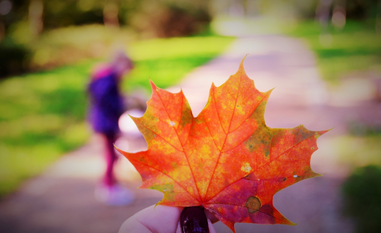 autumn leaf park free photo