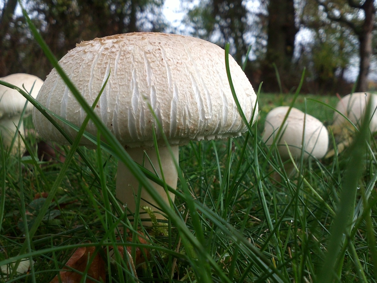 autumn mushrooms grass free photo