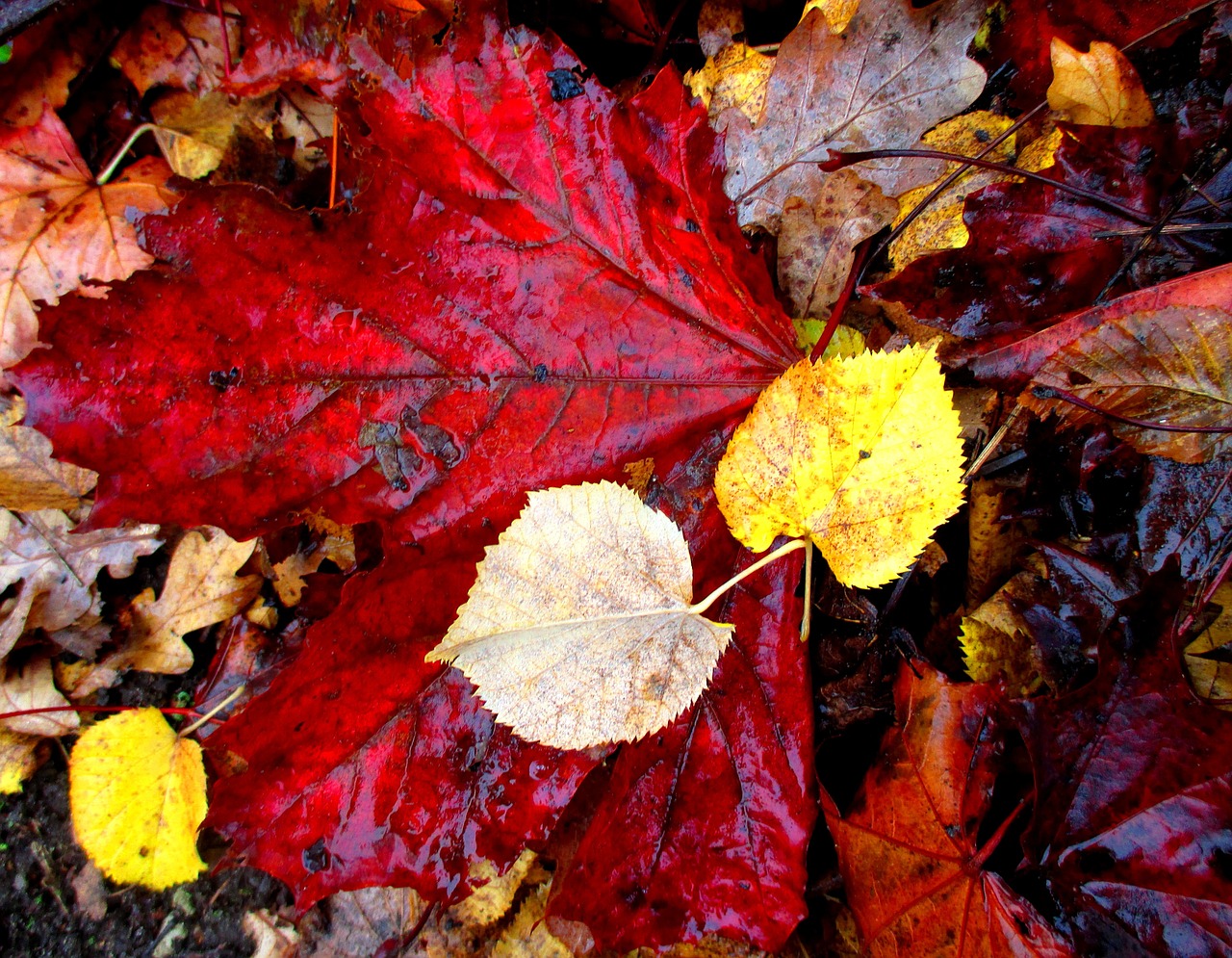 autumn leaves fall leaves free photo