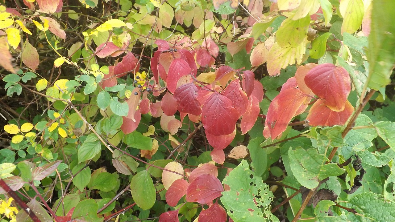 autumn leaves forest free photo