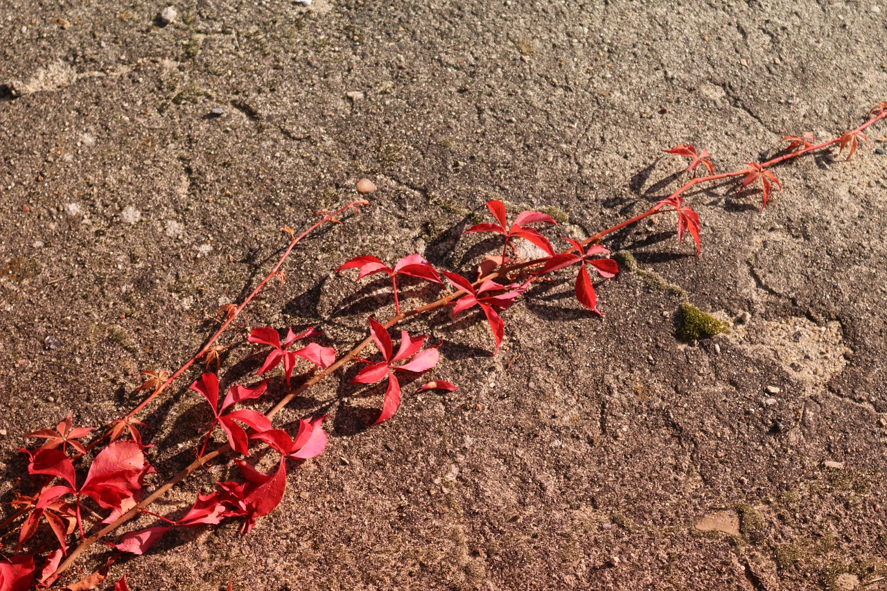 autumn leaves wine free photo