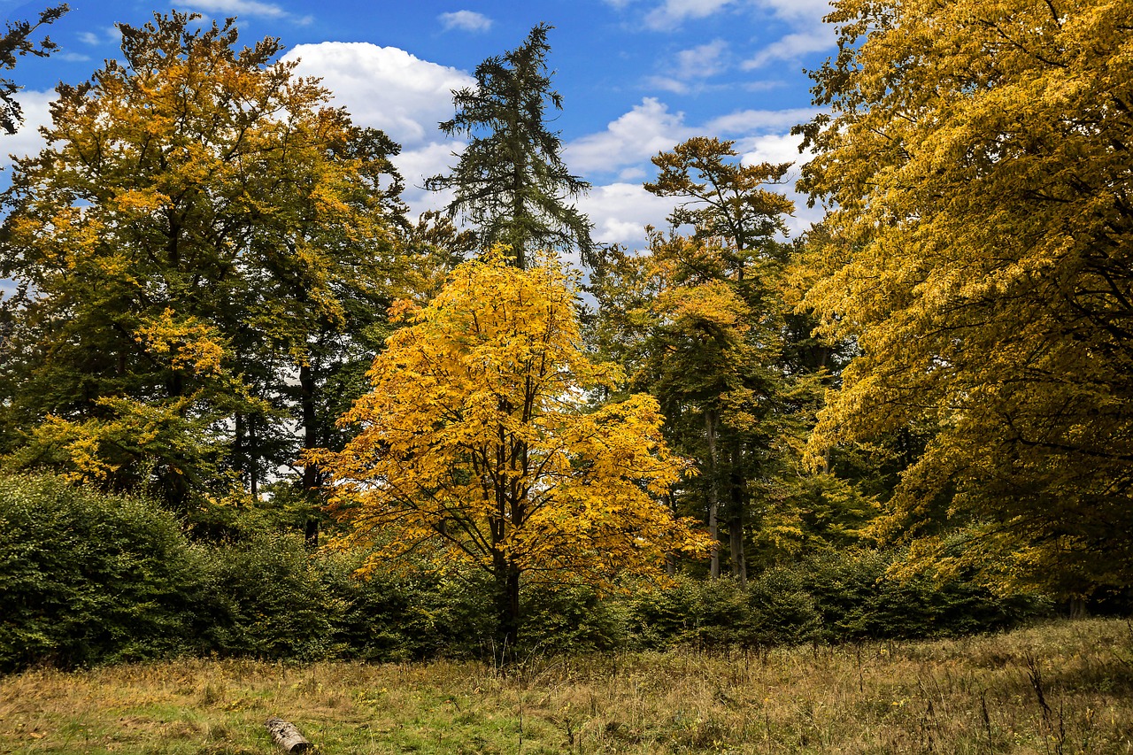 autumn golden golden autumn free photo