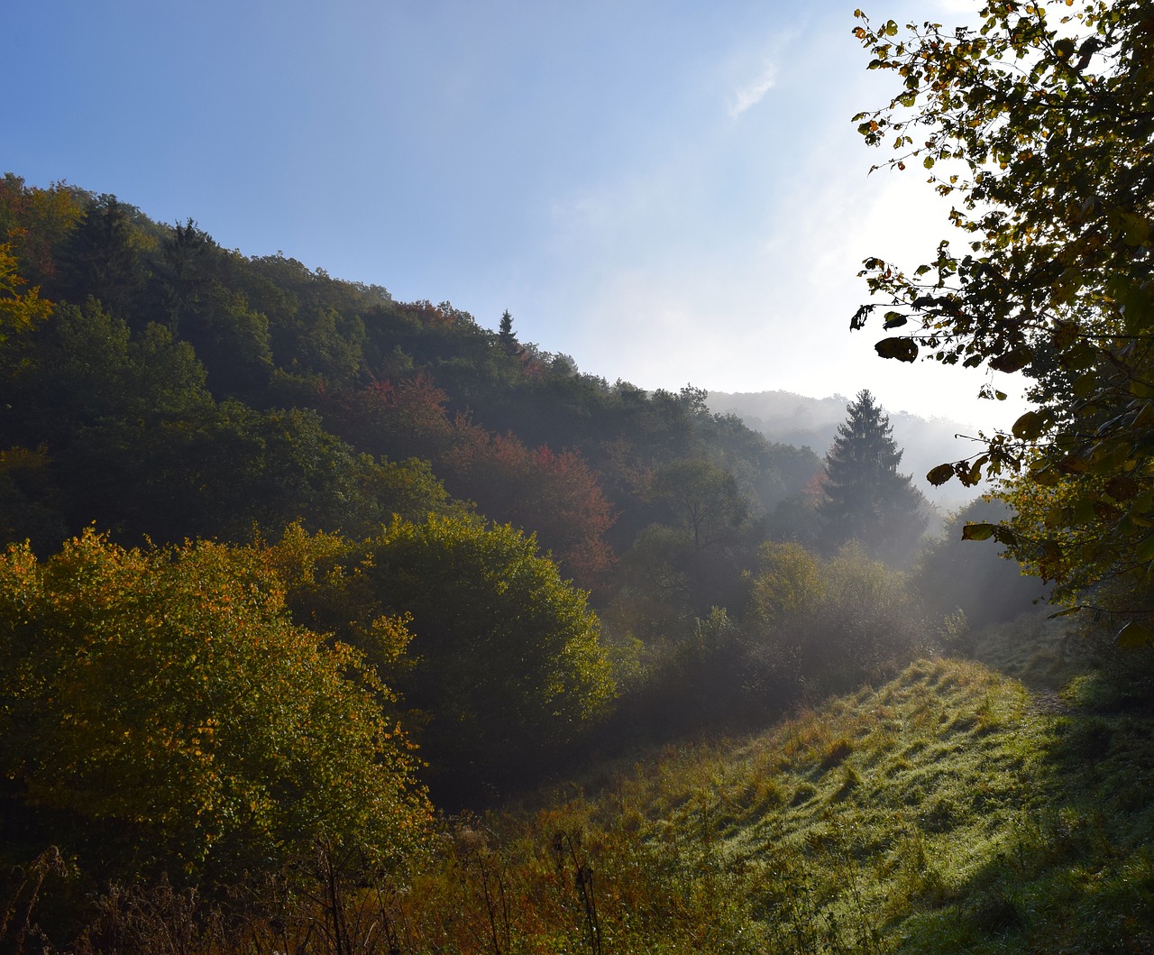 autumn forest coloring free photo