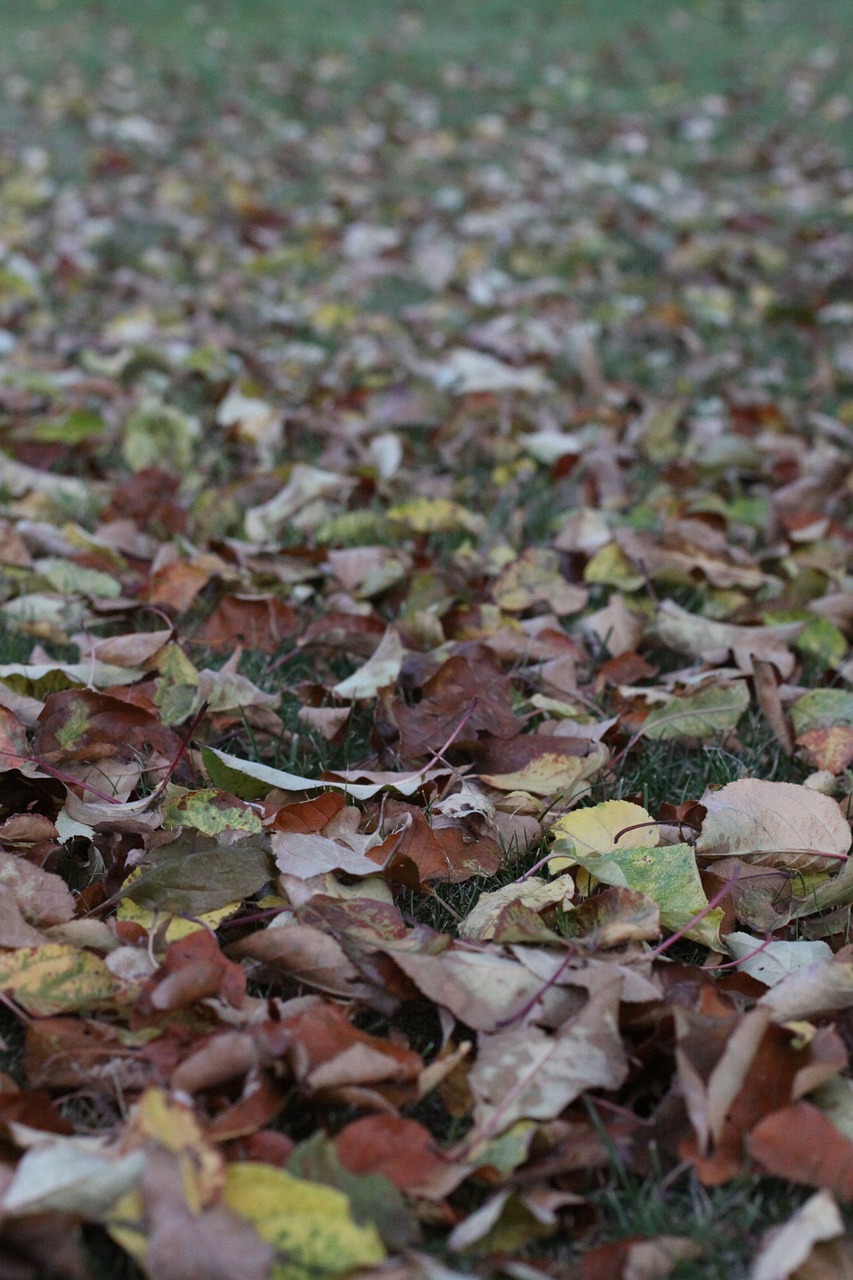 autumn leaves meadow free photo