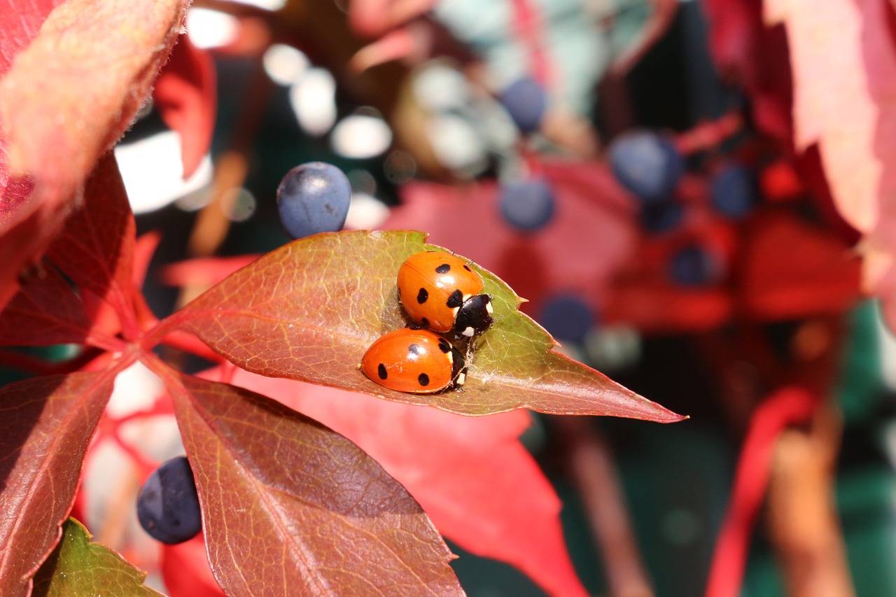 autumn vine ladybug free photo