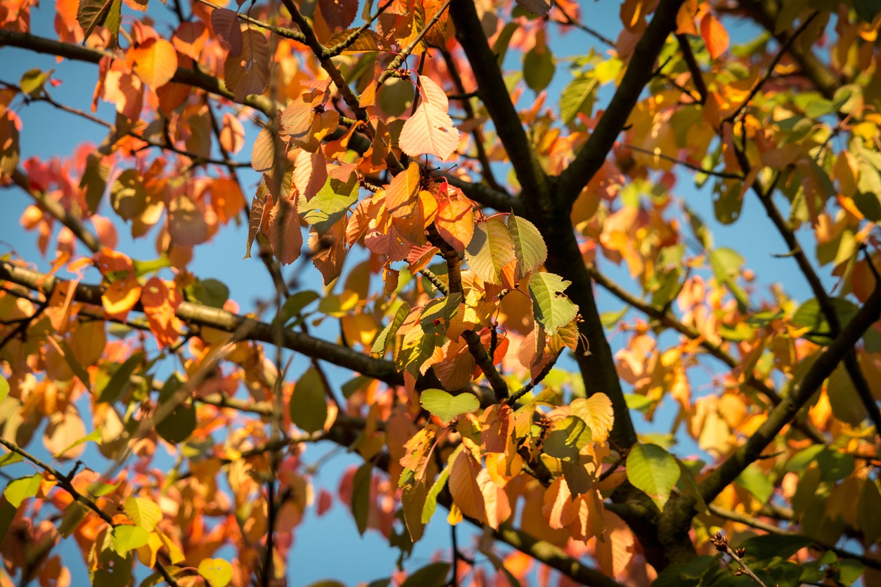 autumn leaves fall foliage free photo