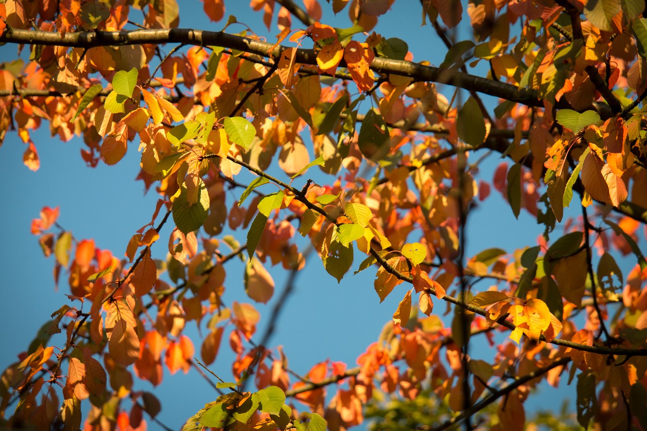 autumn leaves fall foliage free photo