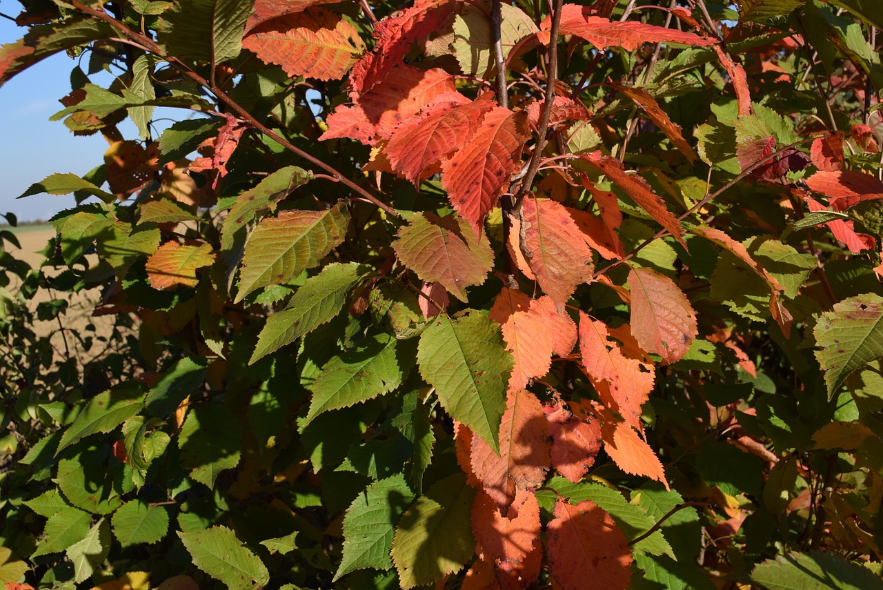 autumn leaves nature free photo