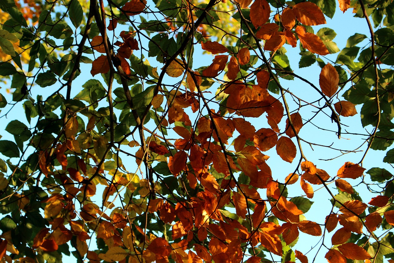 autumn fall leaves tree free photo