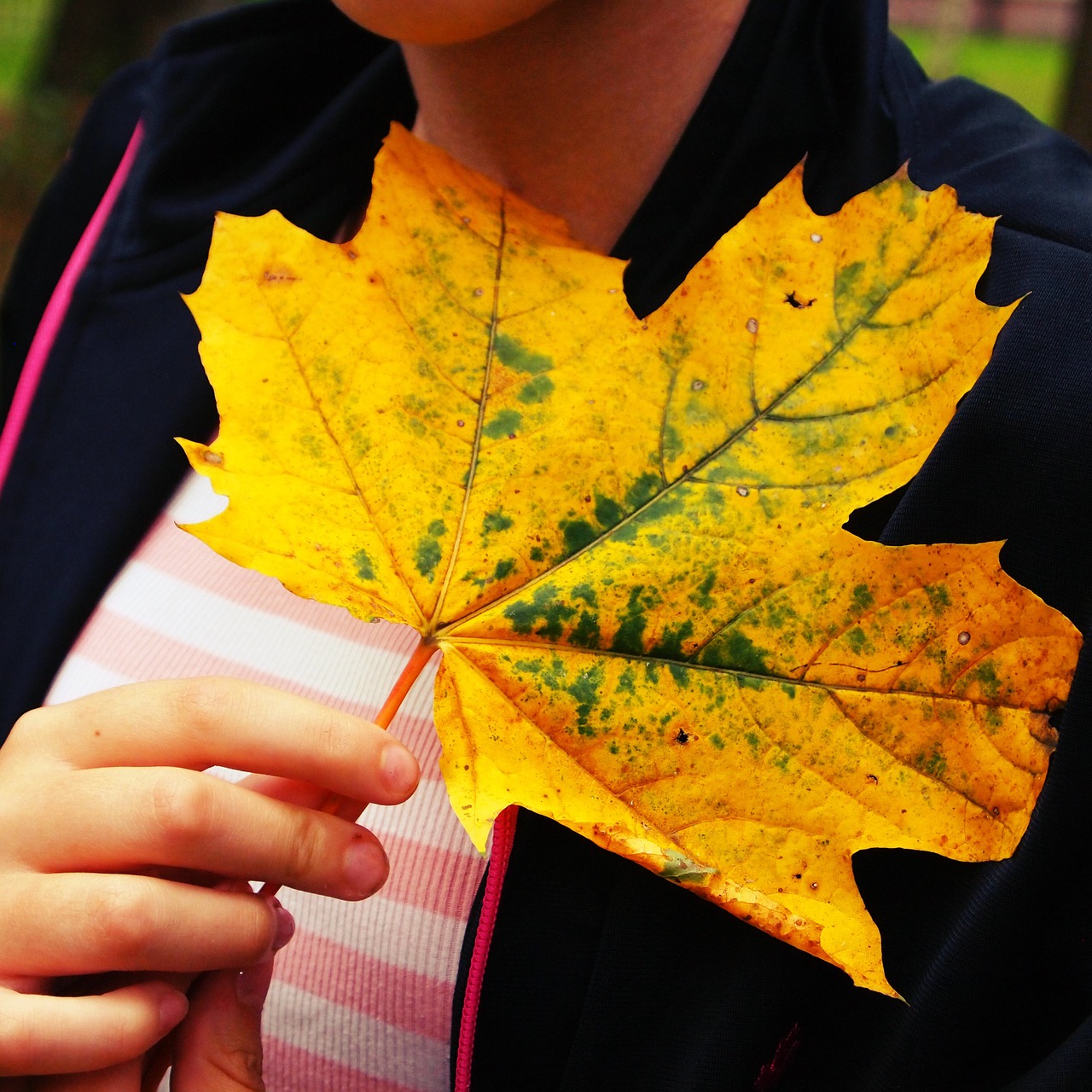 autumn tree leaf veins yellow free photo